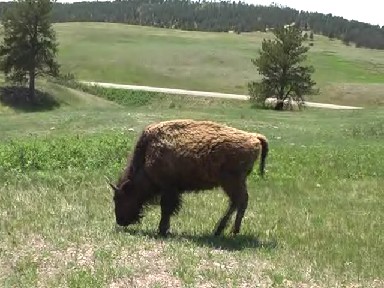 Young Bison